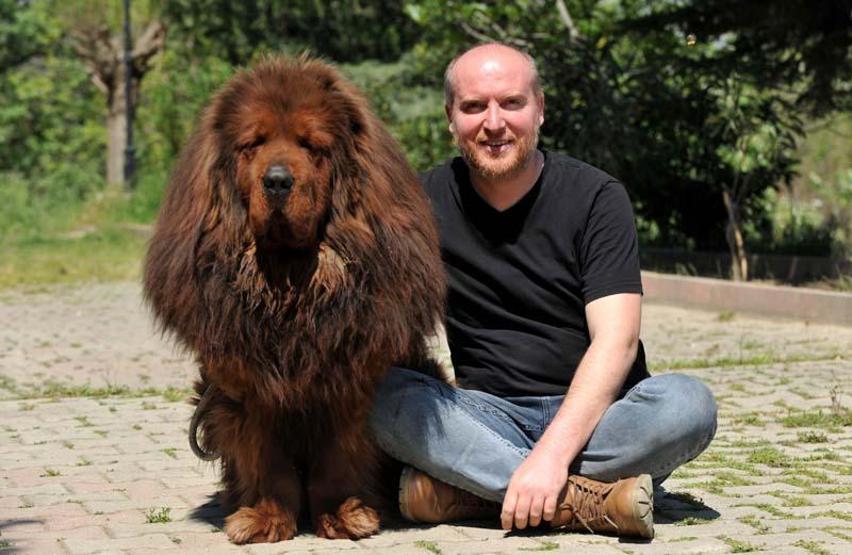12 ülkeye cins köpek satıyor; değeri 300 bin TL olan da var
