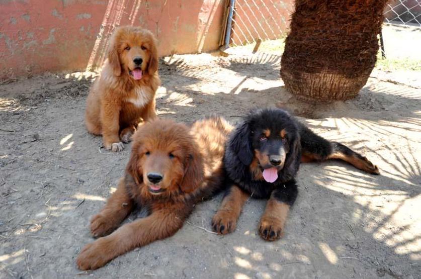 12 ülkeye cins köpek satıyor; değeri 300 bin TL olan da var