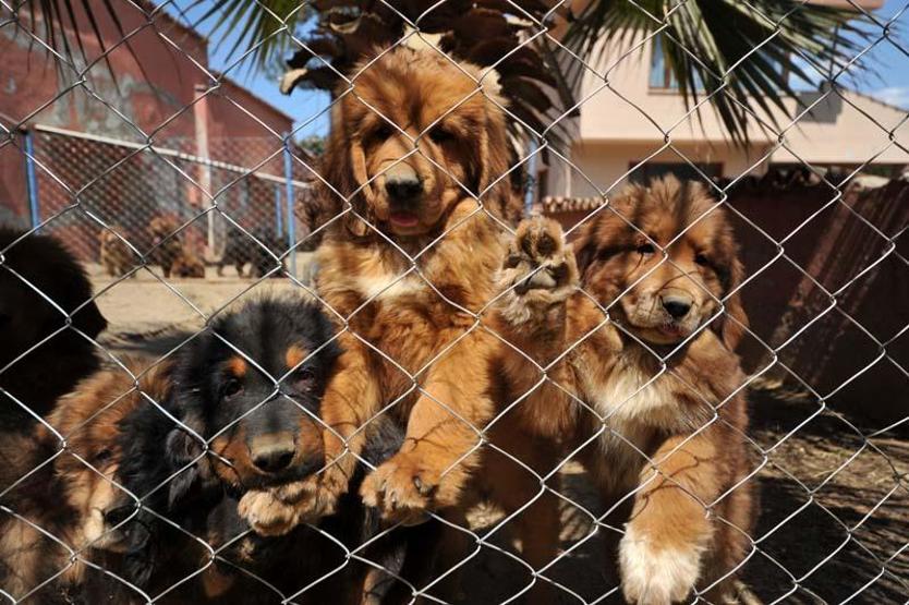12 ülkeye cins köpek satıyor; değeri 300 bin TL olan da var
