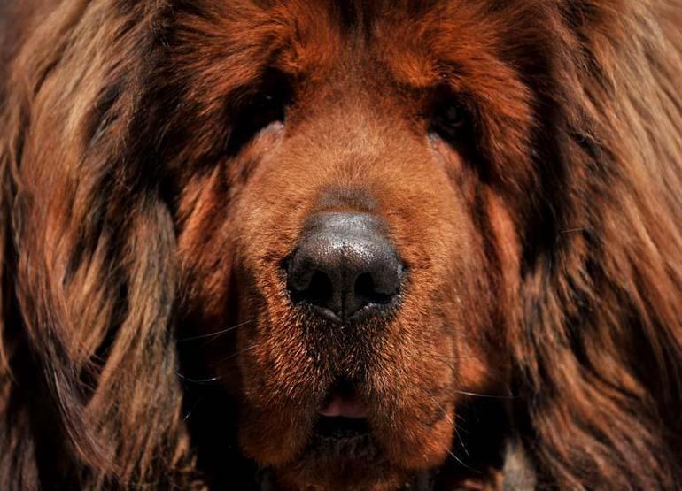 12 ülkeye cins köpek satıyor; değeri 300 bin TL olan da var