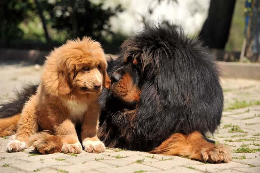 12 ülkeye cins köpek satıyor; değeri 300 bin TL olan da var