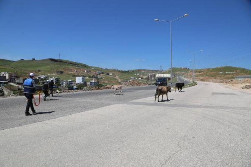 Zabıta sokakta gezen inekleri topladı