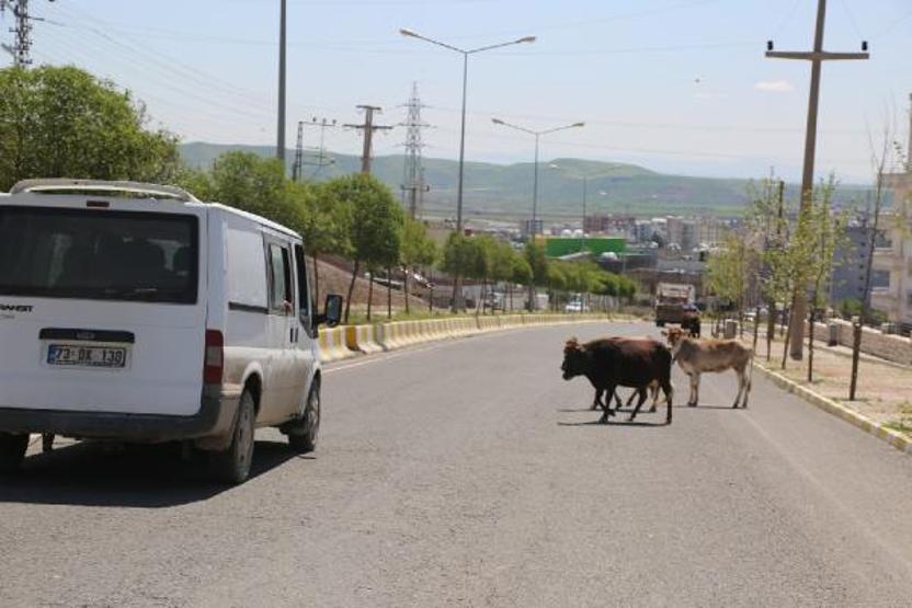 Zabıta sokakta gezen inekleri topladı