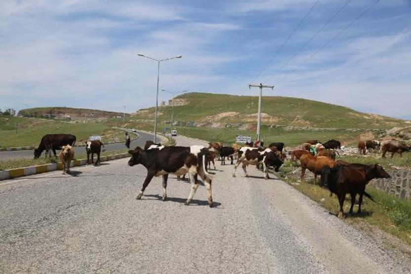 Zabıta sokakta gezen inekleri topladı
