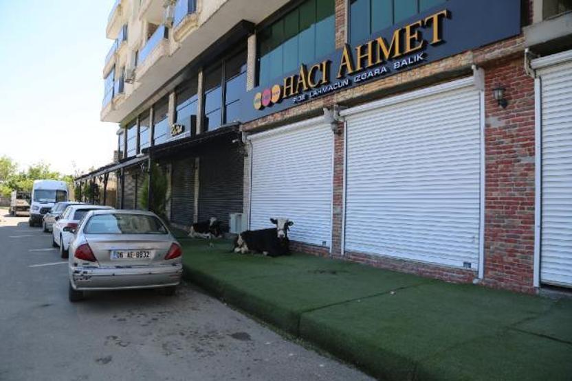 Zabıta sokakta gezen inekleri topladı