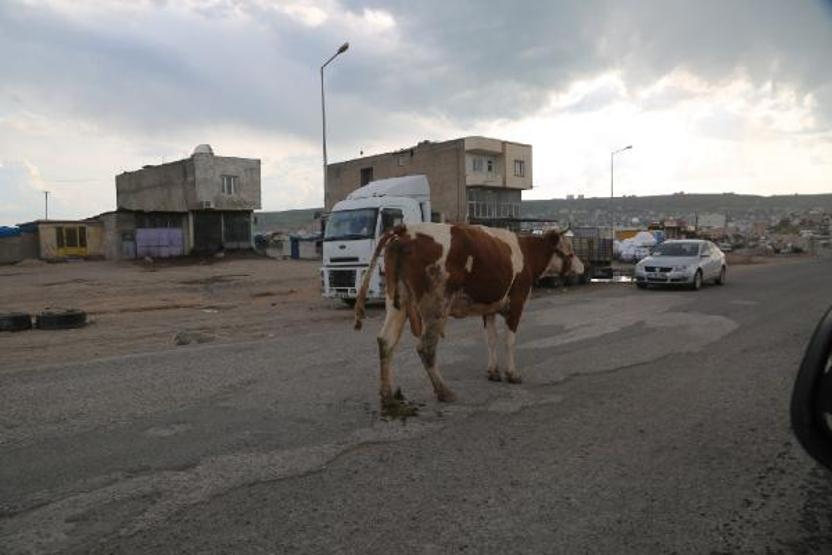 Zabıta sokakta gezen inekleri topladı
