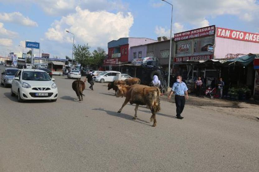 Zabıta sokakta gezen inekleri topladı