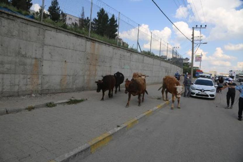 Zabıta sokakta gezen inekleri topladı