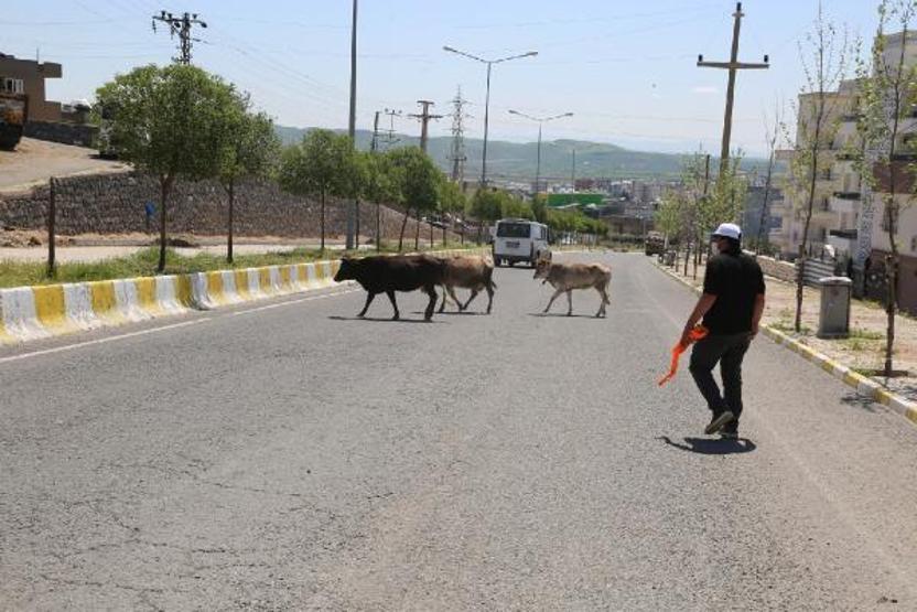 Zabıta sokakta gezen inekleri topladı