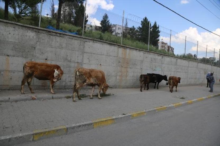 Zabıta sokakta gezen inekleri topladı