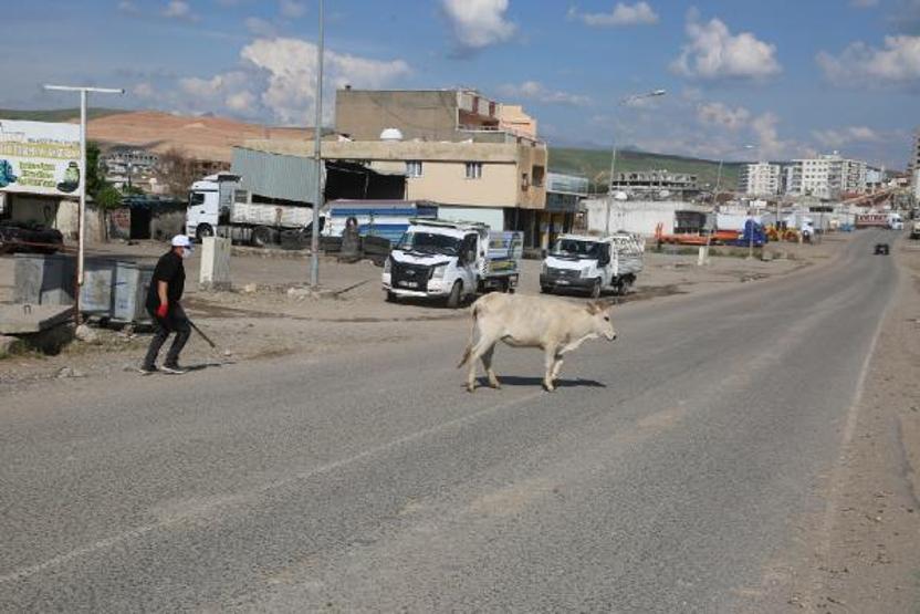 Zabıta sokakta gezen inekleri topladı