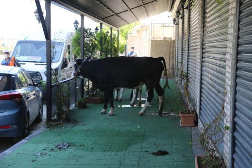 Zabıta sokakta gezen inekleri topladı