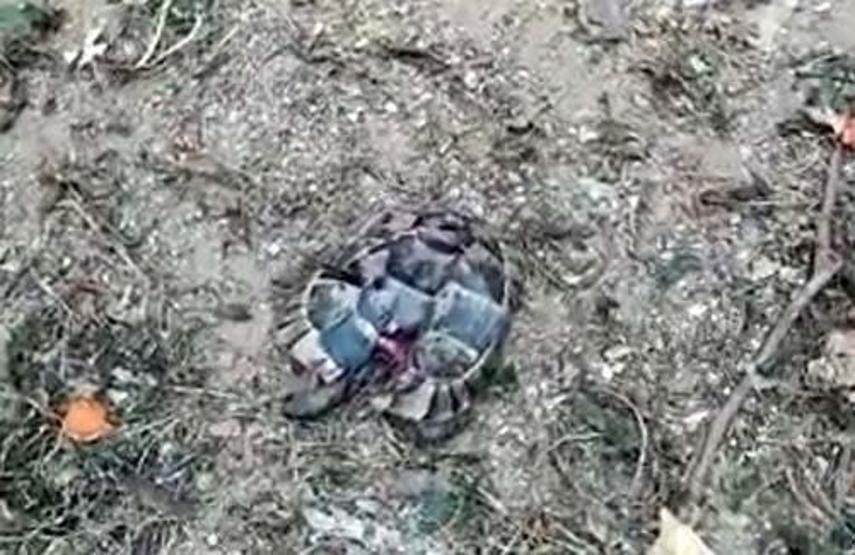Kaplumbağaları vahşice öldürdüler