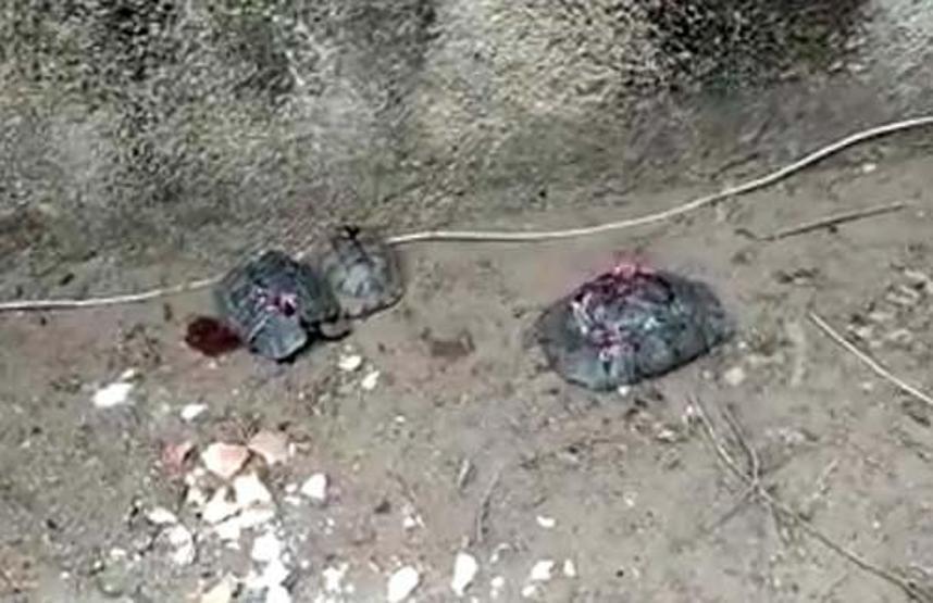 Kaplumbağaları vahşice öldürdüler