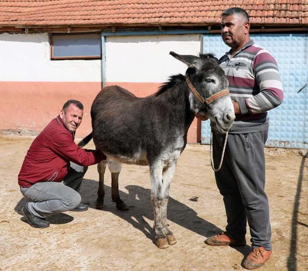 Eşek sütünün litresi 100 lira