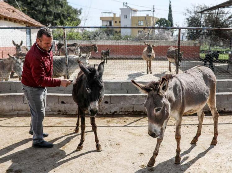 Eşek sütünün litresi 100 lira