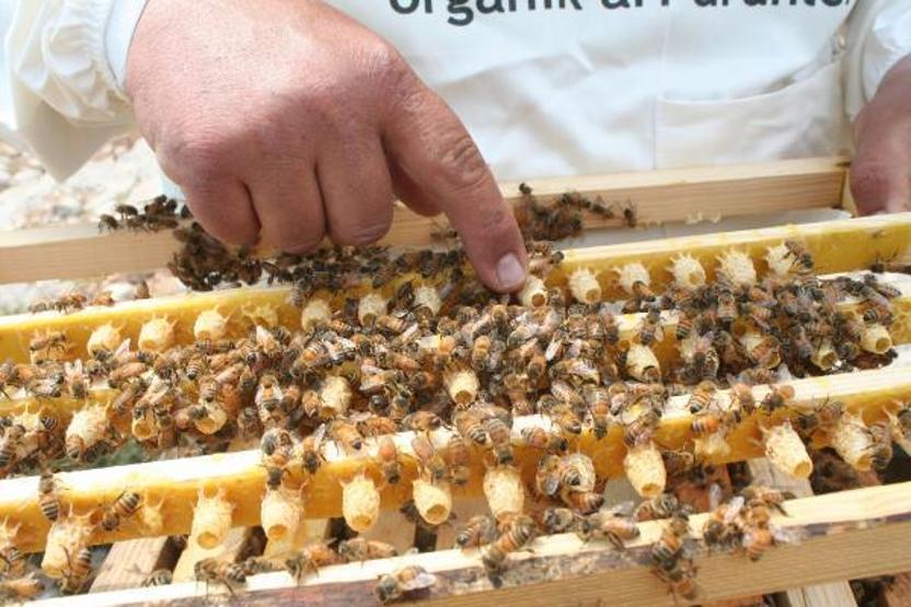 Kilosu 16 bin TL olan arı sütüne koronavirüs ilgisi