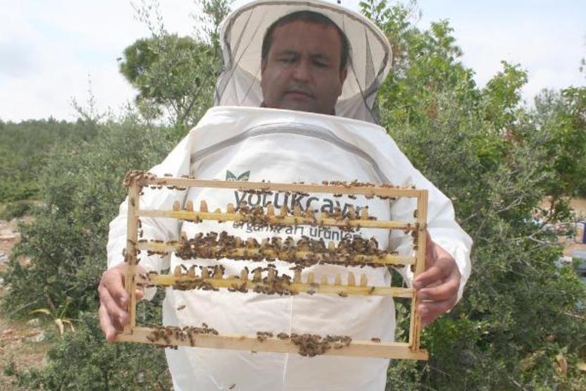 Kilosu 16 bin TL olan arı sütüne koronavirüs ilgisi