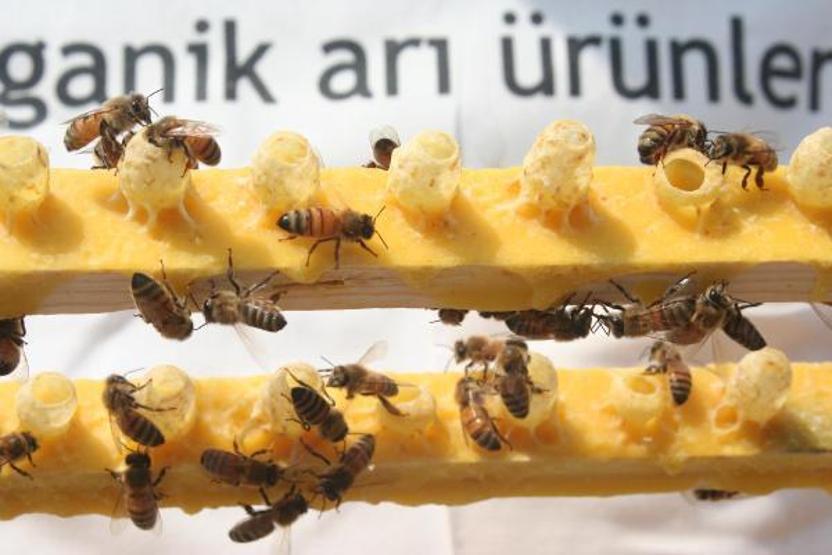 Kilosu 16 bin TL olan arı sütüne koronavirüs ilgisi