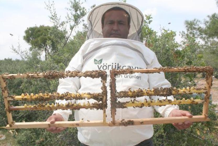Kilosu 16 bin TL olan arı sütüne koronavirüs ilgisi