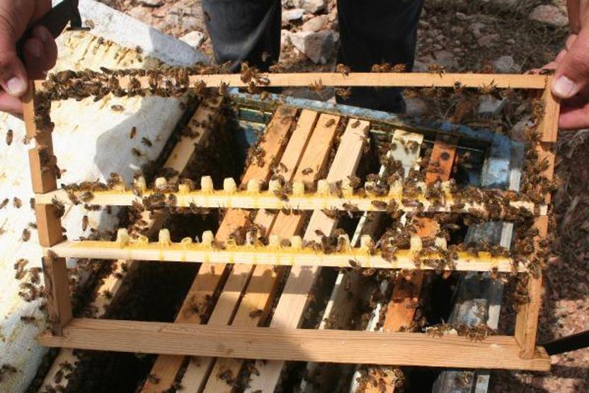 Kilosu 16 bin TL olan arı sütüne koronavirüs ilgisi