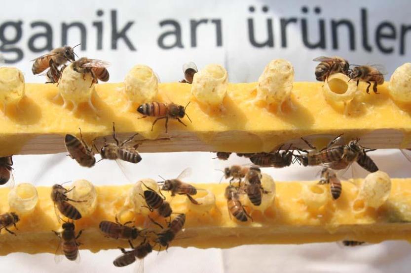 Kilosu 16 bin TL olan arı sütüne koronavirüs ilgisi