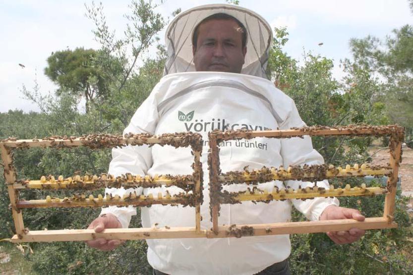 Kilosu 16 bin TL olan arı sütüne koronavirüs ilgisi