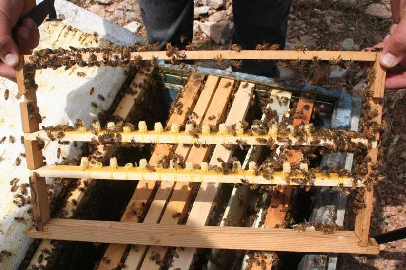 Kilosu 16 bin TL olan arı sütüne koronavirüs ilgisi