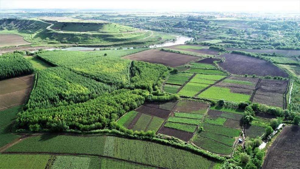 Koronavirüs biyoçeşitliliği artırdı, yavru sayısı pik yaptı