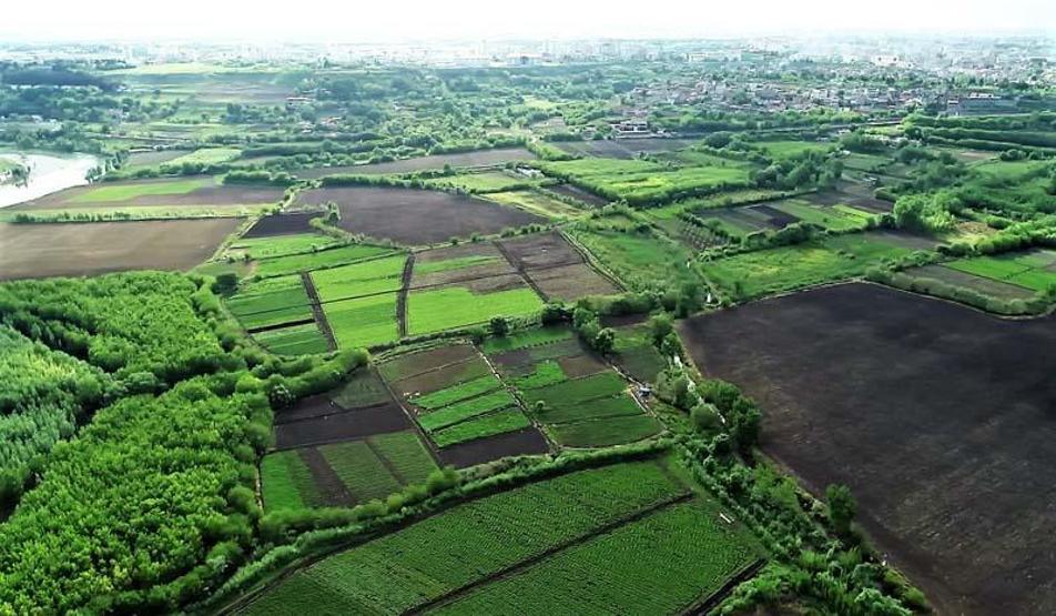 Koronavirüs biyoçeşitliliği artırdı, yavru sayısı pik yaptı