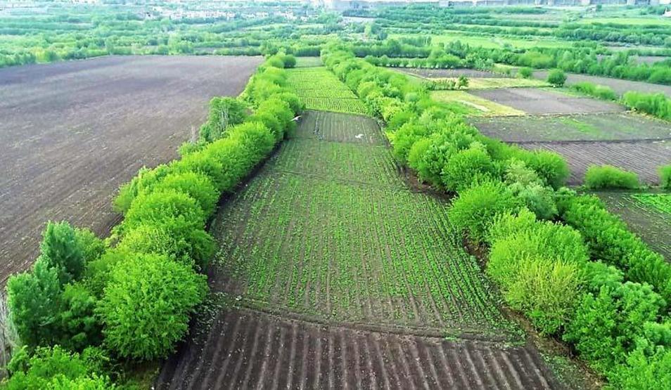 Koronavirüs biyoçeşitliliği artırdı, yavru sayısı pik yaptı