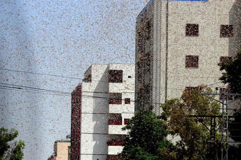 Pakistan’da çekirgeler istila etti OHAL ilan edildi