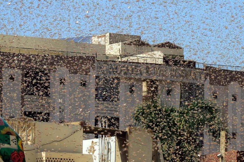 Pakistan’da çekirgeler istila etti OHAL ilan edildi