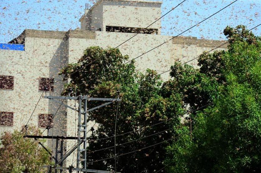 Pakistan’da çekirgeler istila etti OHAL ilan edildi