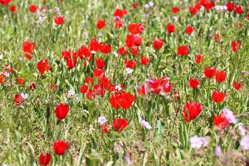 Ağrıda dağlar lale ve sümbüllerle renklendi