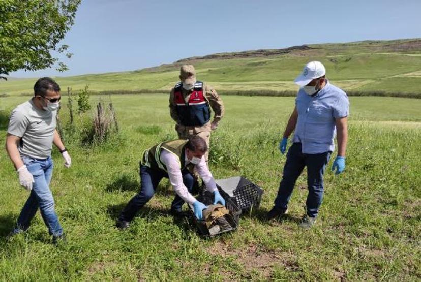 Jandarma nesli tükenmekte olan Fırat kaplumbağası buldu