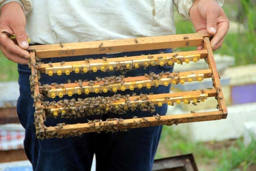 Koronavirüs sonrası talep patladı Kilosu 8 bin TL