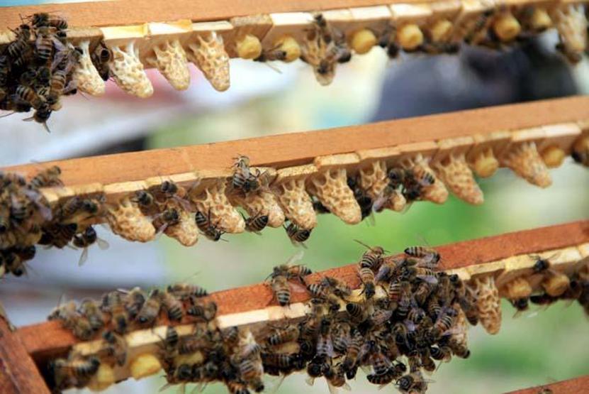 Koronavirüs sonrası talep patladı Kilosu 8 bin TL