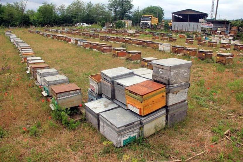 Koronavirüs sonrası talep patladı Kilosu 8 bin TL