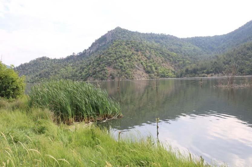 Toplu balık ölümleri sonrası inceleme başlatıldı
