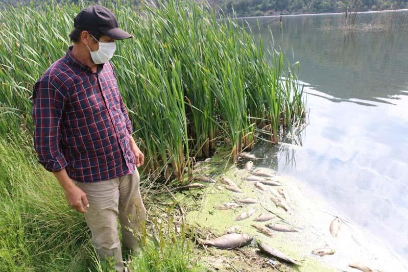 Toplu balık ölümleri sonrası inceleme başlatıldı