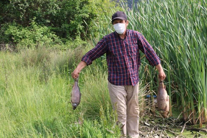 Toplu balık ölümleri sonrası inceleme başlatıldı