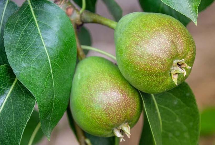 Asla aç karnına tüketmeyin Bu zararını çoğu kişi bilmiyor