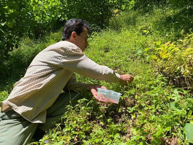 Dağlardan 4 saatte ancak 1 kilo toplanabiliyor Kilosu 200 TLyi buluyor