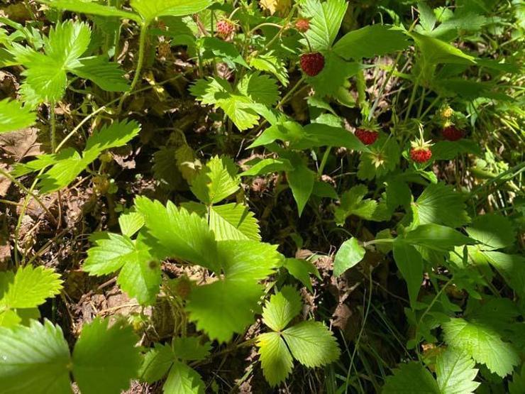 Dağlardan 4 saatte ancak 1 kilo toplanabiliyor Kilosu 200 TLyi buluyor