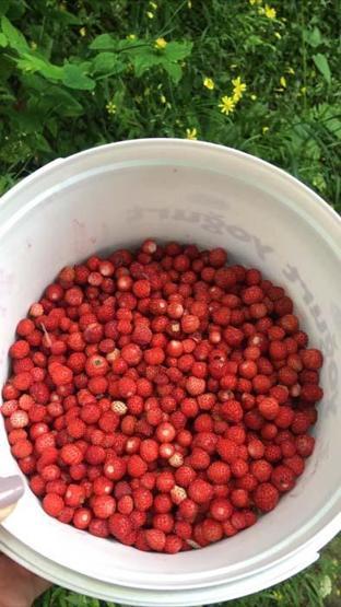 Dağlardan 4 saatte ancak 1 kilo toplanabiliyor Kilosu 200 TLyi buluyor