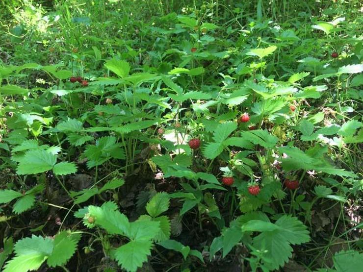 Dağlardan 4 saatte ancak 1 kilo toplanabiliyor Kilosu 200 TLyi buluyor