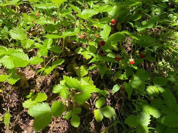 Dağlardan 4 saatte ancak 1 kilo toplanabiliyor Kilosu 200 TLyi buluyor