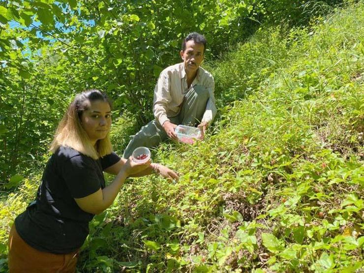 Dağlardan 4 saatte ancak 1 kilo toplanabiliyor Kilosu 200 TLyi buluyor