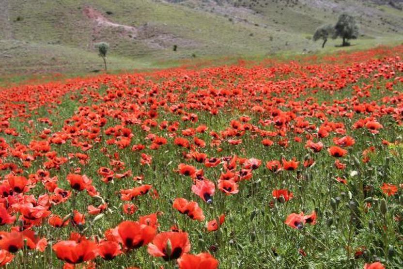 Gelincikler ovayı kırmızıya boyadı